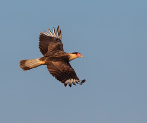Northern crested caracara (Caracara cheriway) making a turn in a blue sky,  Galveston, Texas, USA