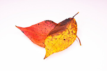 autumn leaves　枯葉