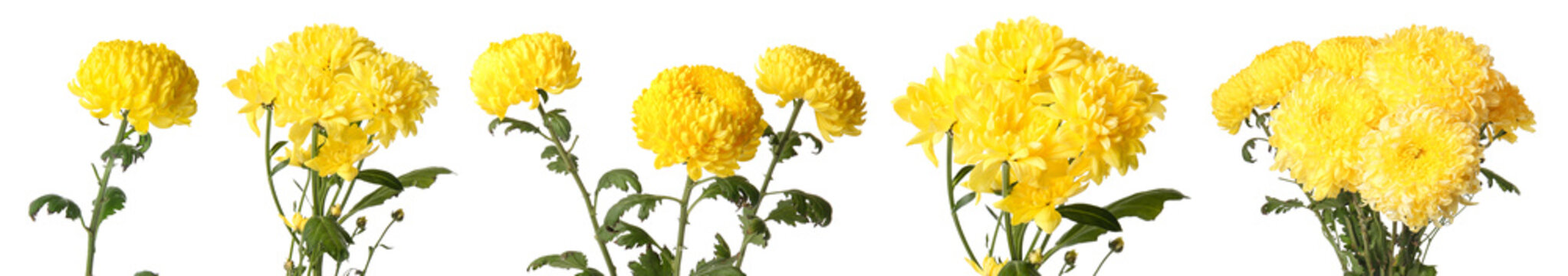 Set of beautiful yellow chrysanthemum flowers isolated on white