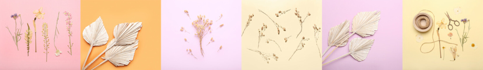 Set of dried flowers on color background