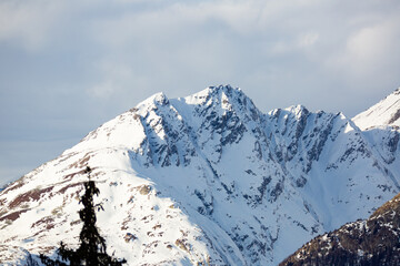 Coniferous forest and snowy mountains of Simplon Pass in Switzerland.