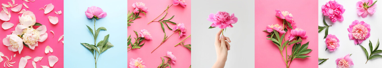 Collection of beautiful peony flowers on color background