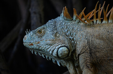 Fototapeta premium Iguana