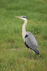 A big grey heron