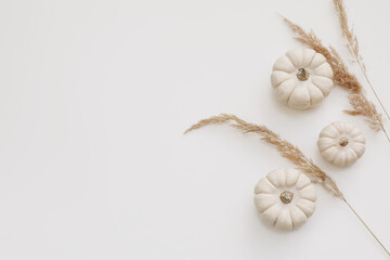 Autumn decorative frame, web banner. Little white pumpkins and dry festuca grass isolated on white...