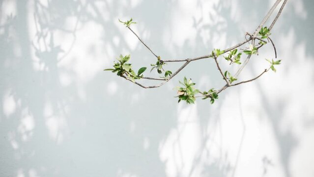 shadow of branch on white wall