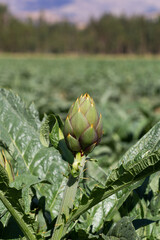 Campo de cultivo de alcachofas en los andes