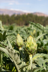 Campo de cultivo de alcachofas en los andes