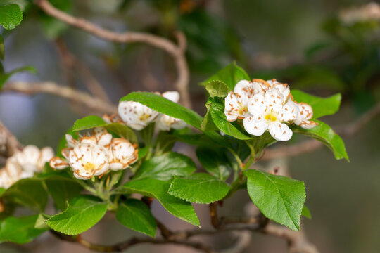 Flores blancas de un árbol de níspero