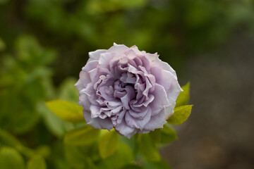 Plum color tea rose.