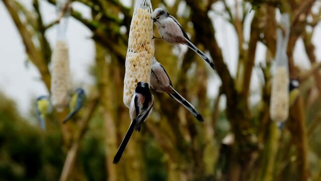 Bird feeders.Nets with nuts for birds.Bird food. High quality 4k footage