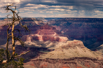 Grand Canyon south rim with single tree trunk at dramatic sky, Arizona, USA
