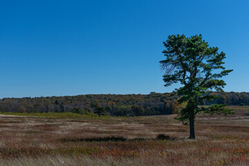 A Single Tree stands alone in Shenandoah National Park's Big Meadows