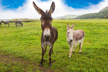 Naklejka na ściany i meble Donkey in the field in Scotland
