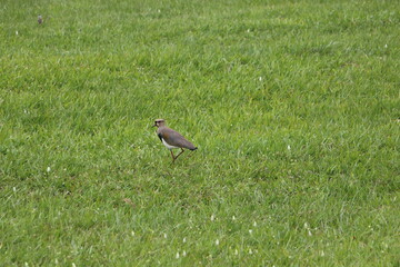 bird on the grass