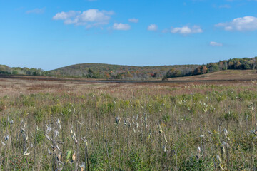 Fototapeta na wymiar Wildflowers in the long grasses of Shenandoah National Park's Big Meadows