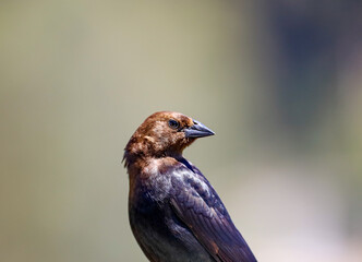 Close-up of a male brown-headed cowbird.