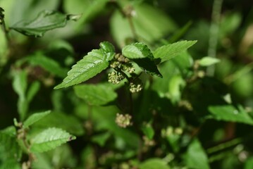 Hairy crabweed ( Fatoua villosa ) flowers. Moraceae annual weeds. From August to October, cymes with a mixture of male and female tuberous flowers are borne at the base of the leaves.