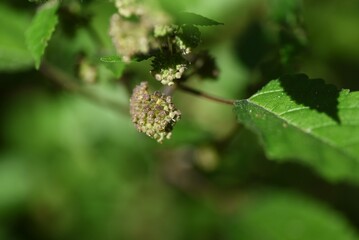 Hairy crabweed ( Fatoua villosa ) flowers. Moraceae annual weeds. From August to October, cymes with a mixture of male and female tuberous flowers are borne at the base of the leaves.
