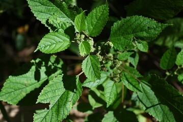 Hairy crabweed ( Fatoua villosa ) flowers. Moraceae annual weeds. From August to October, cymes with a mixture of male and female tuberous flowers are borne at the base of the leaves.