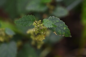 Hairy crabweed ( Fatoua villosa ) flowers. Moraceae annual weeds. From August to October, cymes with a mixture of male and female tuberous flowers are borne at the base of the leaves.