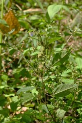 Hairy crabweed ( Fatoua villosa ) flowers. Moraceae annual weeds. From August to October, cymes with a mixture of male and female tuberous flowers are borne at the base of the leaves.