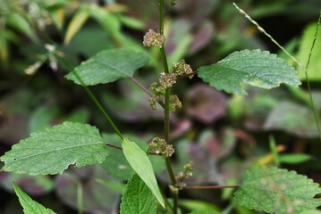 Hairy crabweed ( Fatoua villosa ) flowers. Moraceae annual weeds. From August to October, cymes with a mixture of male and female tuberous flowers are borne at the base of the leaves.