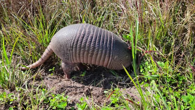 	Nine-banded armadillo looking for food in Florida Park.