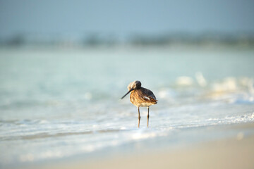 Large-Billed Dowitcher wild sea bird looking for food on seaside in summer