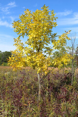 Naklejka premium Green ash tree with yellow leaves in autumn in a field at Wayside Woods in Morton Grove, Illinois