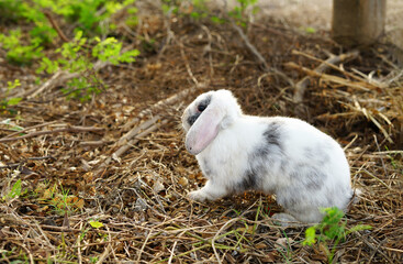 young adorable bunny standing on dry grasses in evening sunshine, a white rabbit playing naughty on...