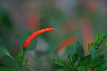 Thai paprika on tree with green leaf