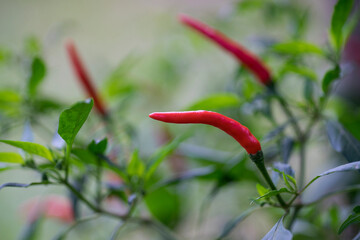 Thai paprika on tree with green leaf