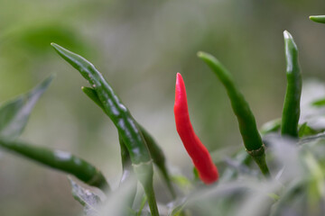 Thai paprika on tree with green leaf