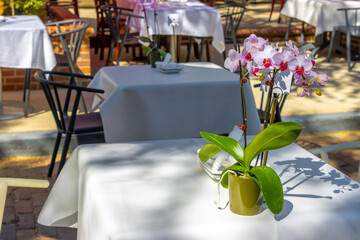 Orchid flower on cafe table