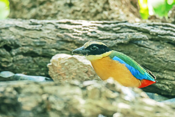 Blue-winged Pitta on ground in nature