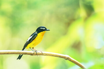 Yellow-rumped Flycatcher on a branch