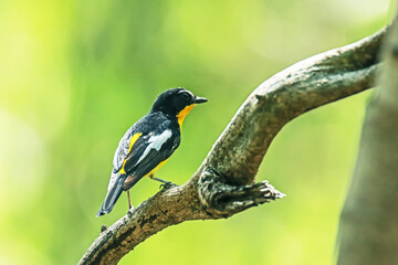 Yellow-rumped Flycatcher on a branch