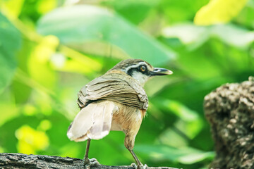 Greater Necklaced Laughingthrush on ground in nature