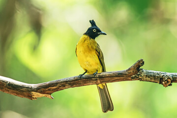 Black-capped Bulbul on a branch