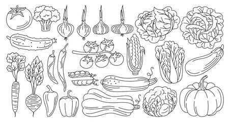 Vegetables drawn doodle linear style set. Healthy diet food farm product veggies collection. Farming harvest cauliflower, tomato broccoli, cucumber, pepper carrot, salad. Cooking ingredients vector