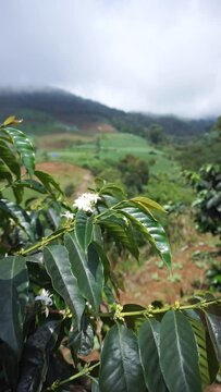 beautiful vertical video portrait natural scenery mountains natural panorama hills, and forest of tall green trees and slopes of green plantations under cloudy blue sky in daytime