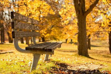 autumn in the park
