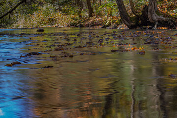 Leaves Floating In River Landscape Surrounded By Colorful Trees Casting Colors On The Surface Of The Water. Foliage In New Hampshire, USA