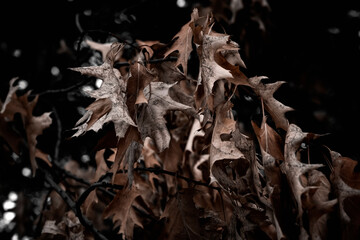 Dry leaves on a tree. autumn tree
