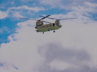 Fototapeta premium Chinook Solo