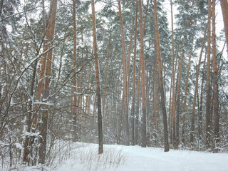 winter snowy sunny forest landscape with pine trees