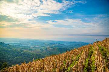 Maizal, Comasagua, El Salvador