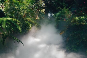 Sunlight with fog in park