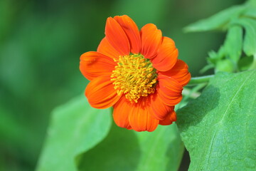 Cambodia. Tithonia rotundifolia, the red sunflower or Mexican sunflower, is a plant in the family Asteraceae, which is native to the warmer and moister parts of North America.